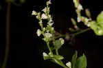 Climbing false buckwheat